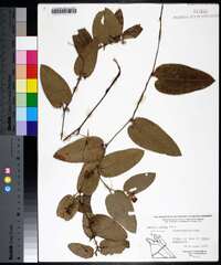 Smilax pumila image