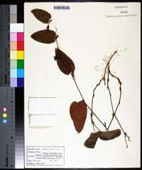 Smilax pumila image