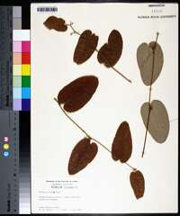 Smilax pumila image