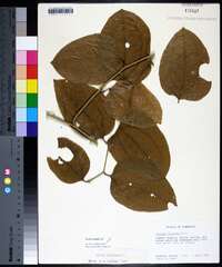 Smilax tamnoides image