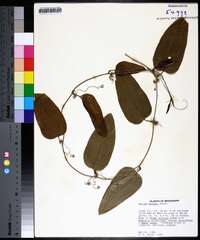 Smilax walteri image