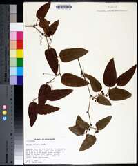 Smilax walteri image