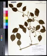 Smilax walteri image