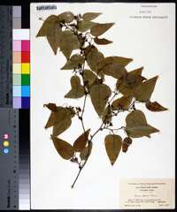 Smilax walteri image