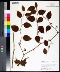 Smilax walteri image