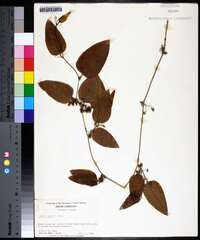 Smilax walteri image