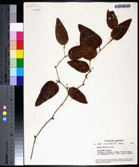 Smilax walteri image