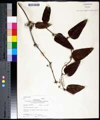 Smilax walteri image