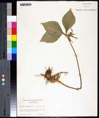 Trillium catesbaei image