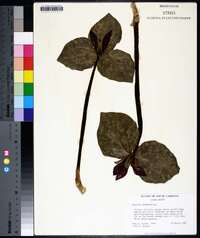 Trillium cuneatum image