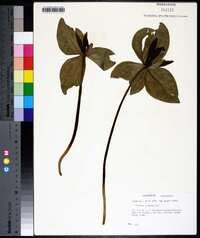 Trillium cuneatum image