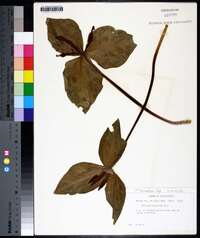 Trillium cuneatum image