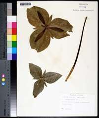 Trillium cuneatum image