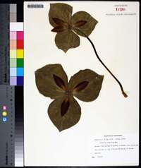 Trillium cuneatum image