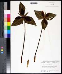 Trillium decipiens image