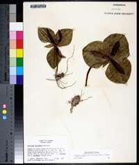 Trillium decumbens image