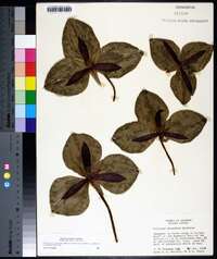 Trillium decumbens image