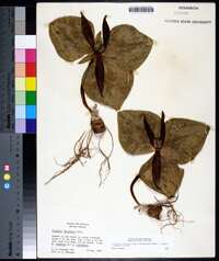 Trillium decumbens image