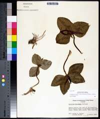 Trillium decumbens image