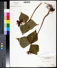 Trillium erectum image