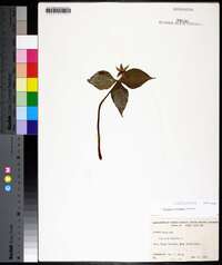 Trillium erectum image