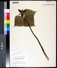 Trillium erectum image