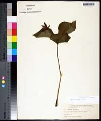 Trillium erectum image