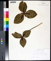 Trillium foetidissimum image