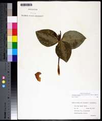 Trillium foetidissimum image