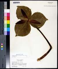 Trillium luteum image