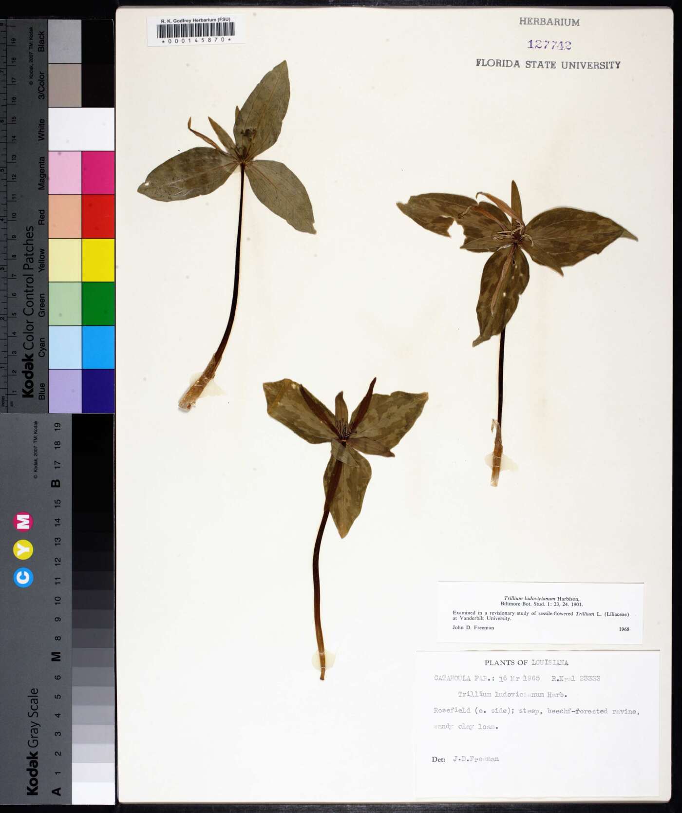 Trillium ludovicianum image