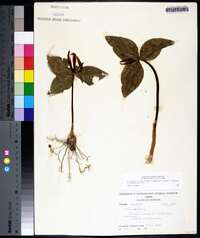 Trillium ludovicianum image