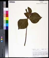 Trillium maculatum image