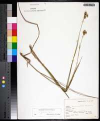 Juncus brachycarpus image