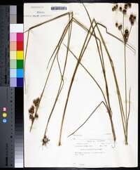 Juncus brachycarpus image