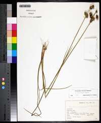 Juncus brachycarpus image