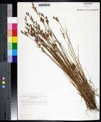 Juncus brevicaudatus image