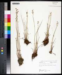 Juncus brevicaudatus image