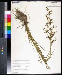 Juncus brevicaudatus image