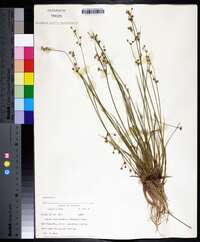 Juncus brevicaudatus image