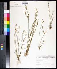 Juncus brevicaudatus image