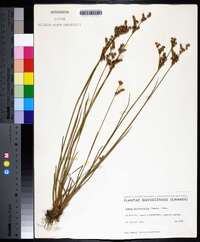 Juncus brevicaudatus image