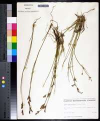 Juncus brevicaudatus image