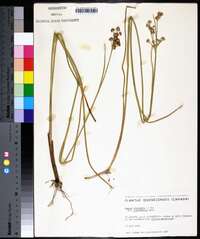 Juncus canadensis var. sparsiflorus image