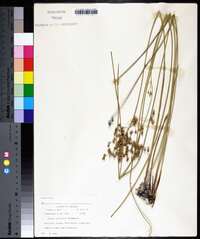 Juncus coriaceus image