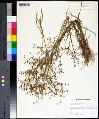 Juncus debilis image