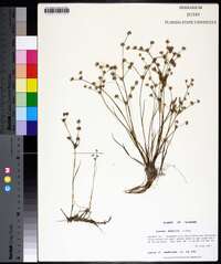 Juncus debilis image