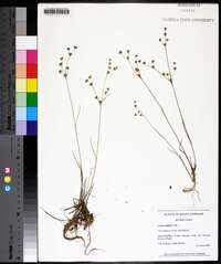 Juncus debilis image