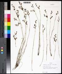 Juncus debilis image