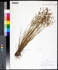 Juncus debilis image